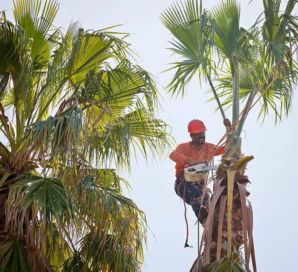 Best Large Tree Removal  in Valencia, NM